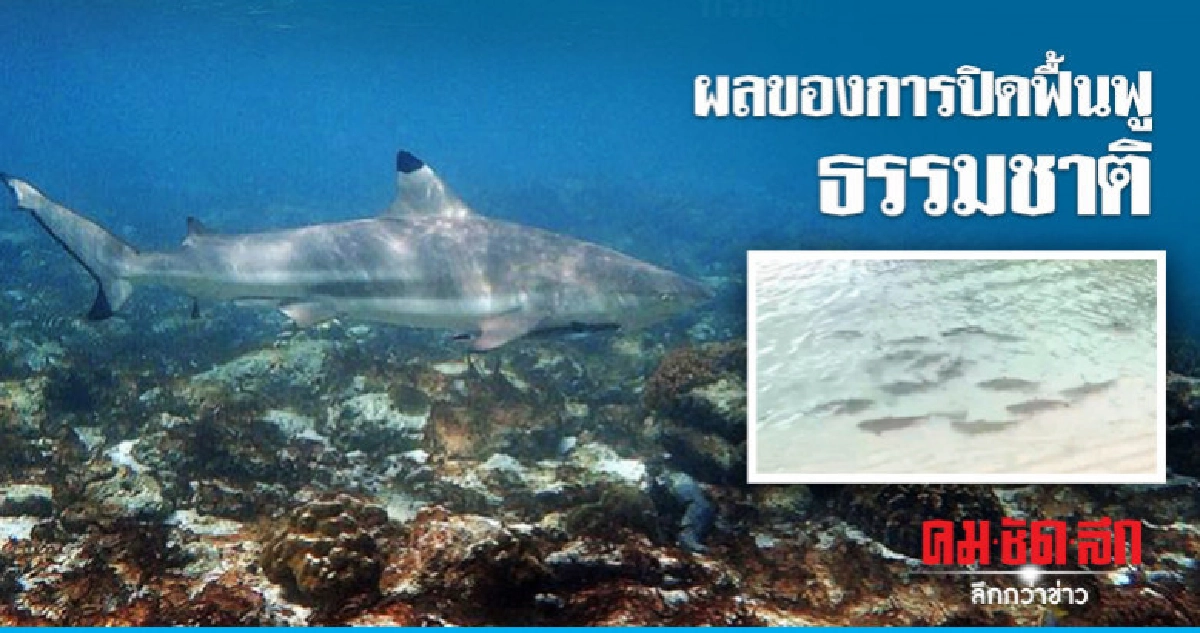 เผยคลิปฝูงฉลามหูดำนับร้อยตัวแหวกว่ายที่อ่าวมาหยา เผยคลิปฝูงฉลามหูดำนับร้อยตัวแหวกว่ายที่อ่าวมาหยา
