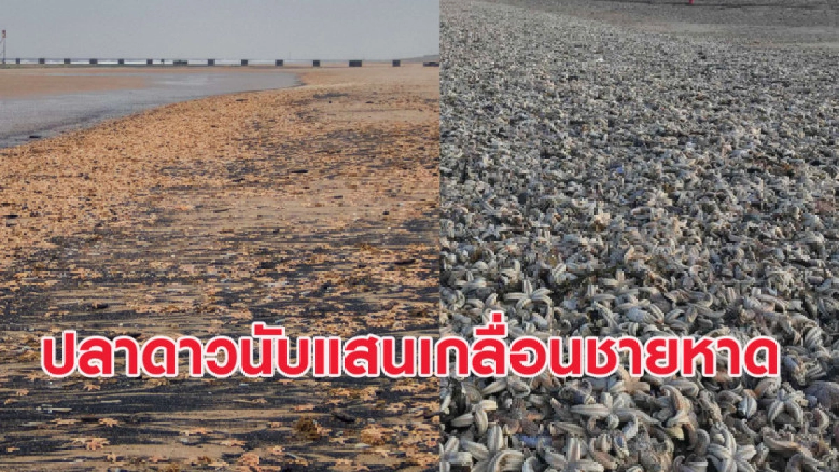 เผยภาพปลาดาวนับแสนเกลื่อนชายหาดที่อังกฤษ หลังถูกพายุพัดถล่ม เผยภาพปลาดาวนับแสนเกลื่อนชายหาดที่อังกฤษ หลังถูกพายุพัดถล่ม