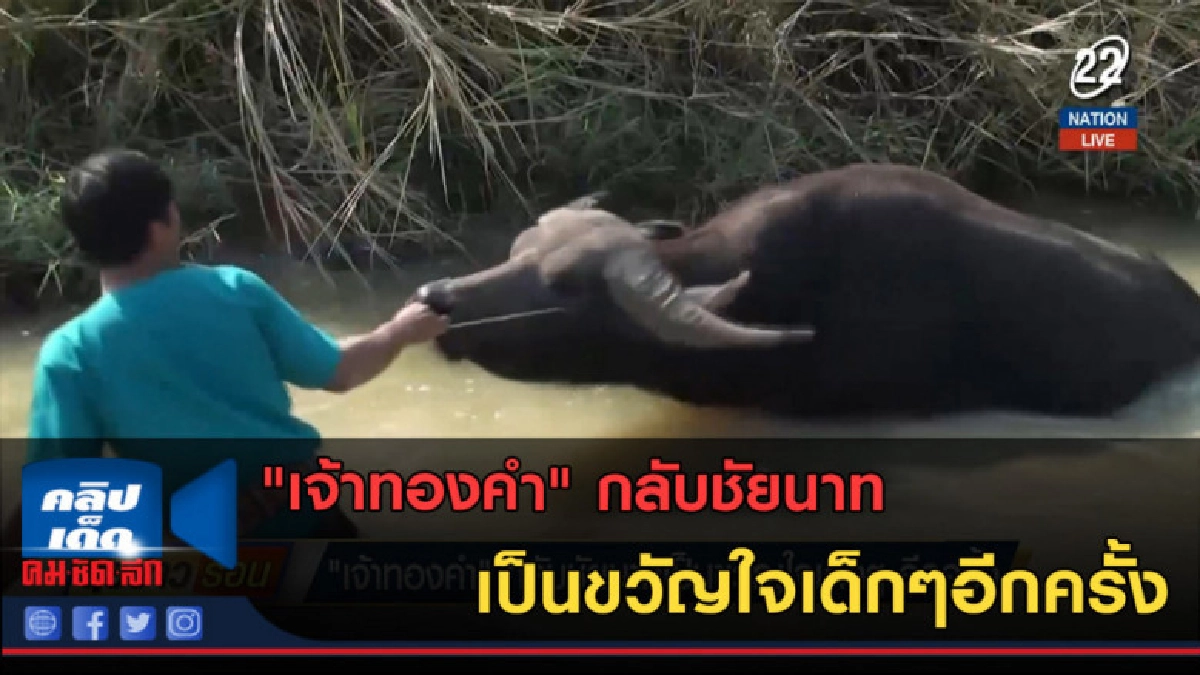 (คลิปข่าว) "เจ้าทองคำ" กลับชัยนาทเป็นขวัญใจเด็กๆอีกครั้ง (คลิปข่าว) "เจ้าทองคำ" กลับชัยนาทเป็นขวัญใจเด็กๆอีกครั้ง