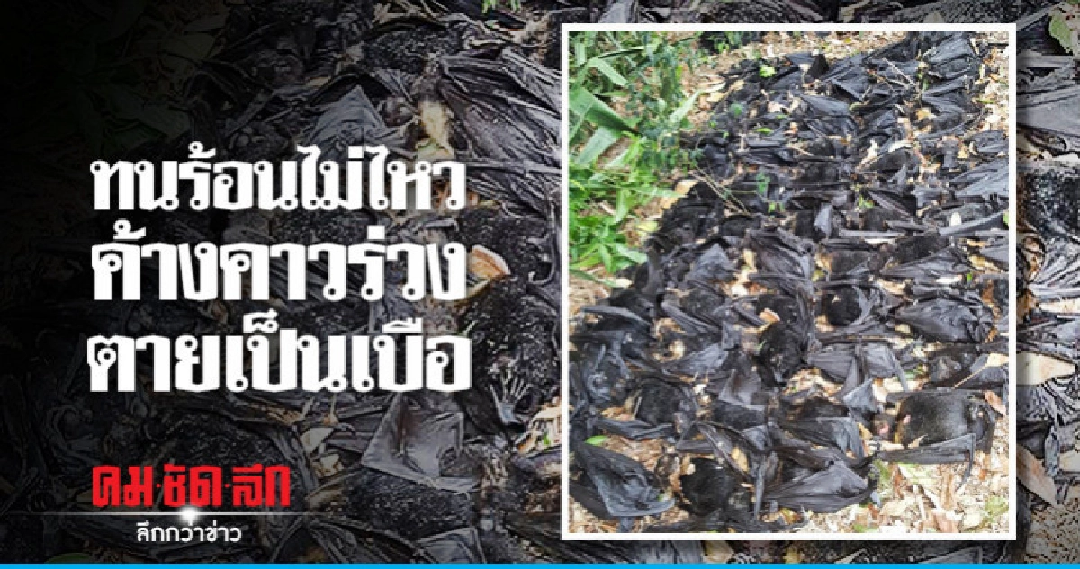 ค้างคาวร่วงตายกองพะเนินจนเจ้าของบ้านเผ่นหนีกลิ่นซากสัตว์ ค้างคาวร่วงตายกองพะเนินจนเจ้าของบ้านเผ่นหนีกลิ่นซากสัตว์