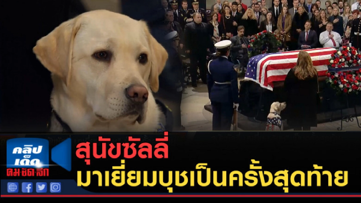 (คลิปข่าว) สุนัขซัลลี่ มาเยี่ยมบุชเป็นครั้งสุดท้าย (คลิปข่าว) สุนัขซัลลี่ มาเยี่ยมบุชเป็นครั้งสุดท้าย