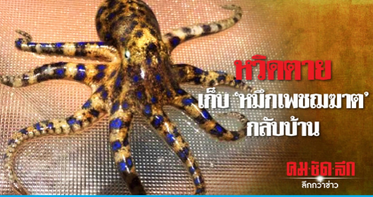 เฉียดตายไม่รู้ตัวเด็กเก็บ"หมึกมรณะ"จากหาดทรายกลับบ้าน  