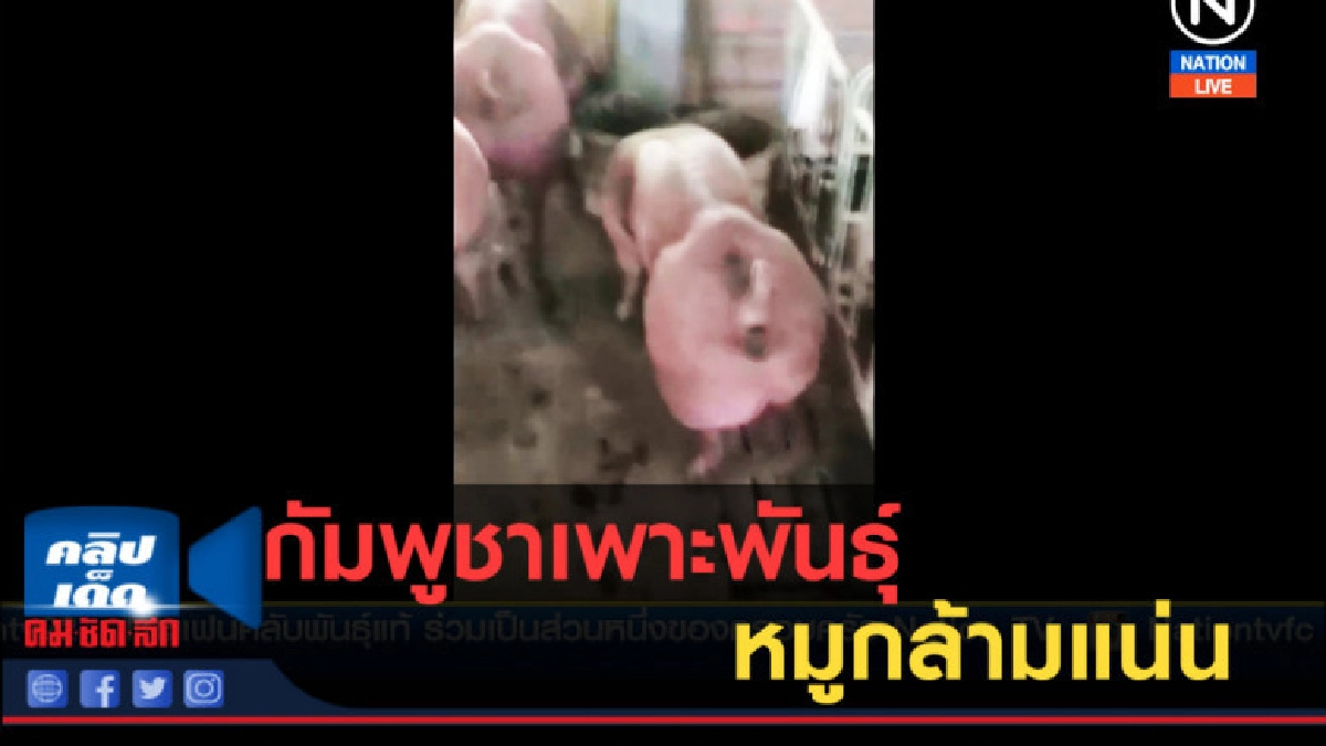 (คลิปข่าว) กัมพูชาเพาะพันธุ์หมูกล้ามแน่น ไว้ขายน้ำเชื้่อ (คลิปข่าว) กัมพูชาเพาะพันธุ์หมูกล้ามแน่น ไว้ขายน้ำเชื้่อ