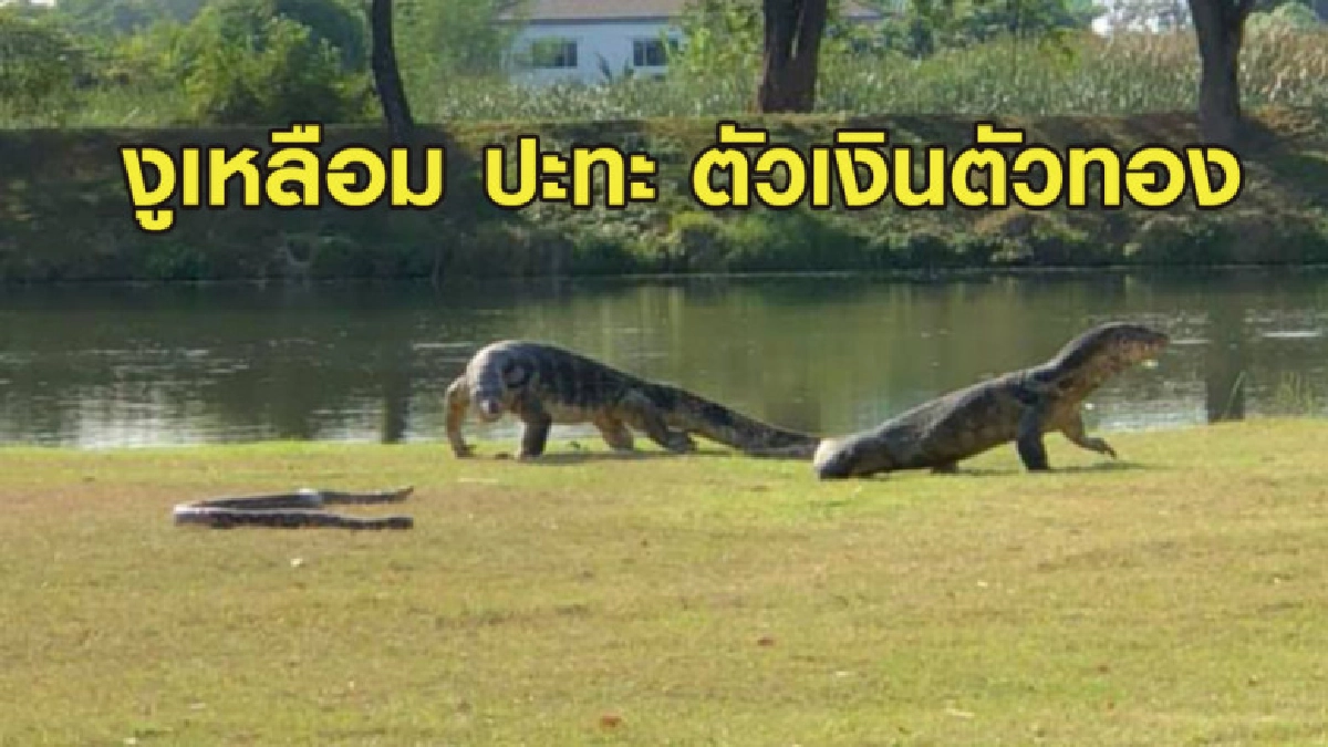 (คลิป) งูเหลือม ปะทะ ตัวเงินตัวทองในมหาวิทยาลัยมหิดล