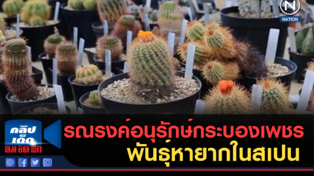 (คลิปข่าว) รณรงค์อนุรักษ์กระบองเพชรพันธุ์หายากในสเปน