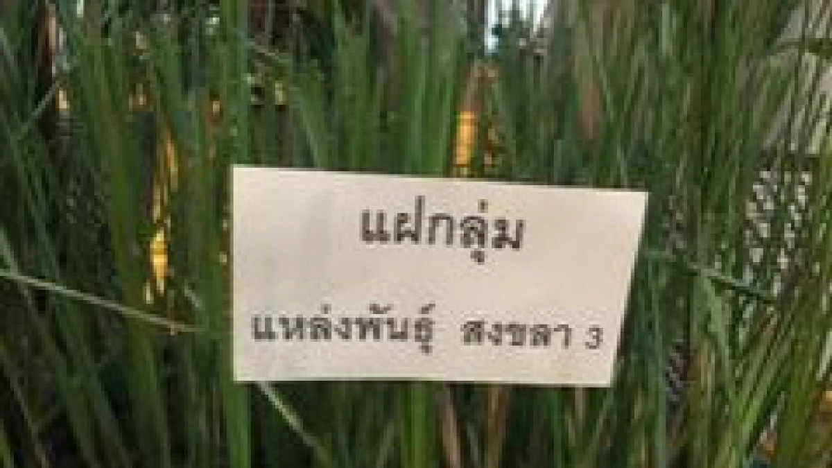  กปร.ผนึกเครือข่ายขยายผล"แฝก"เพื่อการอนุรักษ์ดิน-น้ำ