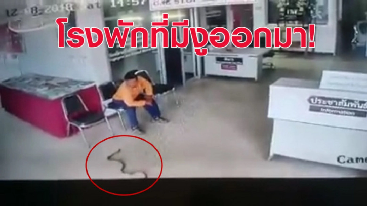 ระทึก! หนุ่มนั่งรอ จนท. ในโรงพัก แต่เจองูเห่าเลื้อยมาฉกดื้อๆ ระทึก! หนุ่มนั่งรอ จนท. ในโรงพัก แต่เจองูเห่าเลื้อยมาฉกดื้อๆ