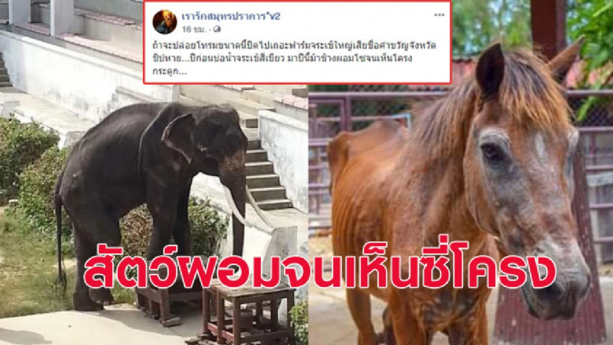 แฉ!! สวนสัตว์ปล่อยสัตว์อดอยาก-ช้าง ม้า ผอมจนเห็นซี่โครง แฉ!! สวนสัตว์ปล่อยสัตว์อดอยาก-ช้าง ม้า ผอมจนเห็นซี่โครง