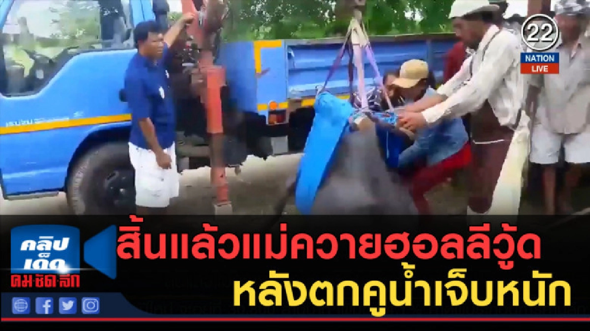 (คลิปข่าว) สิ้นแล้วแม่ควายฮอลลีวู้ด หลังตกคูน้ำเจ็บหนัก (คลิปข่าว) สิ้นแล้วแม่ควายฮอลลีวู้ด หลังตกคูน้ำเจ็บหนัก