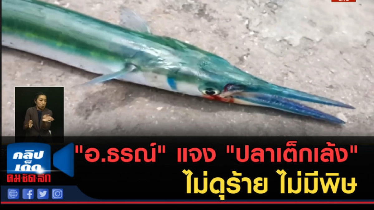 (คลิปข่าว) "อ.ธรณ์" แจง "ปลาเต็กเล้ง" ไม่ดุร้าย ไม่มีพิษ (คลิปข่าว) "อ.ธรณ์" แจง "ปลาเต็กเล้ง" ไม่ดุร้าย ไม่มีพิษ