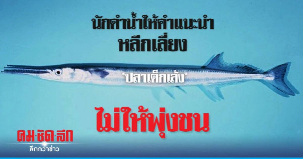 นักดำน้ำให้คำแนะนำหลีกเลี่ยง 'ปลาเต็กเล้ง' ไม่ให้พุ่งชน นักดำน้ำให้คำแนะนำหลีกเลี่ยง 'ปลาเต็กเล้ง' ไม่ให้พุ่งชน