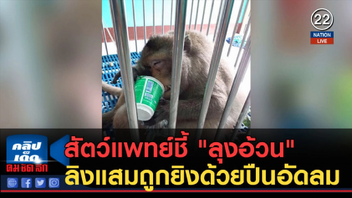 (คลิปข่าว) สัตว์แพทย์ชี้ "ลุงอ้วน" ลิงแสมถูกยิงด้วยปืนอัดลม (คลิปข่าว) สัตว์แพทย์ชี้ "ลุงอ้วน" ลิงแสมถูกยิงด้วยปืนอัดลม