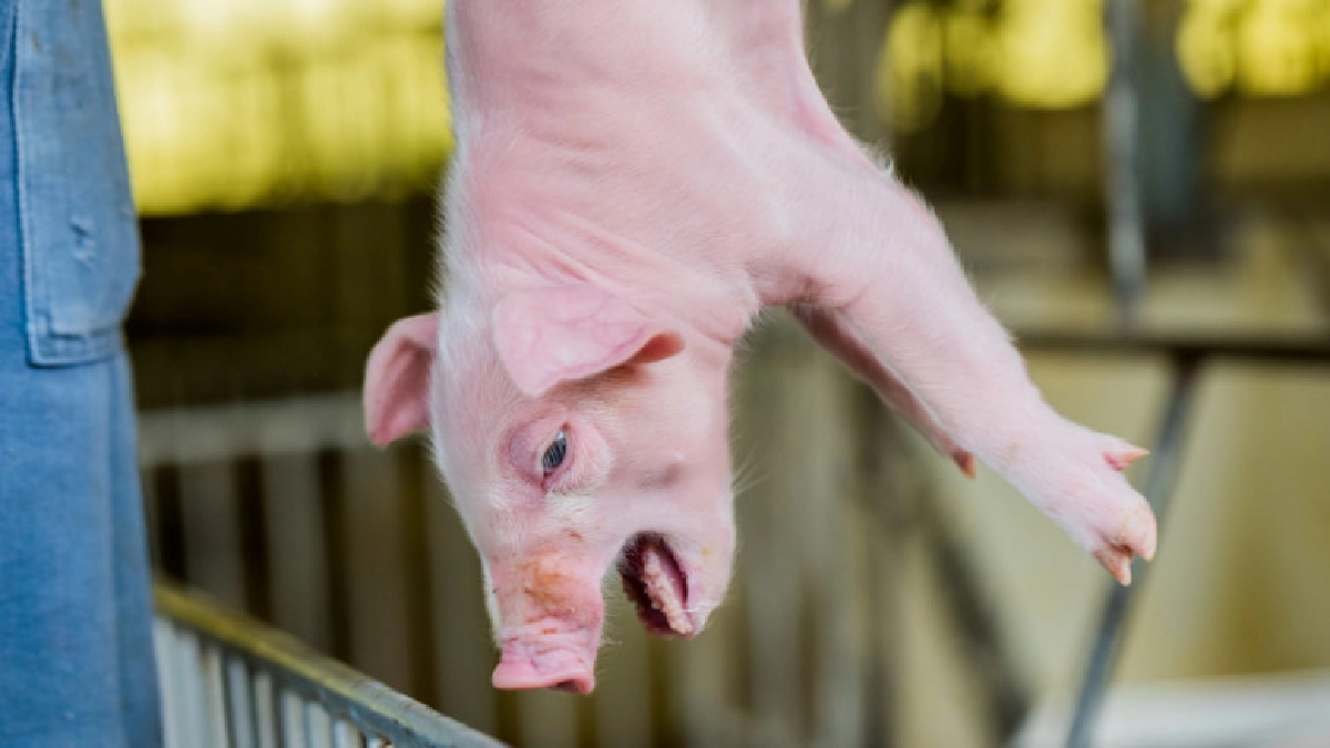 ภัยเงียบ"แบคทีเรียดื้อยา"ในหมู ภัยเงียบ"แบคทีเรียดื้อยา"ในหมู