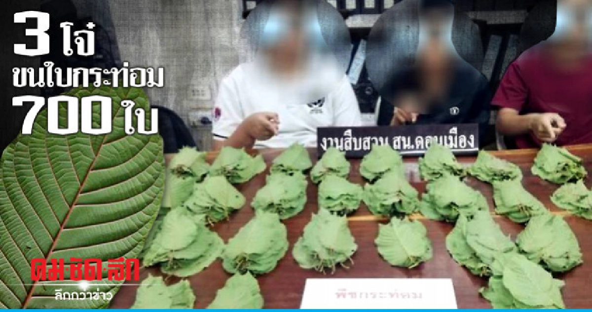 3 โจ๋ไปเก็บใบกระท่อมขากลับเจอ ตร. เรียก 3 โจ๋ไปเก็บใบกระท่อมขากลับเจอ ตร. เรียก