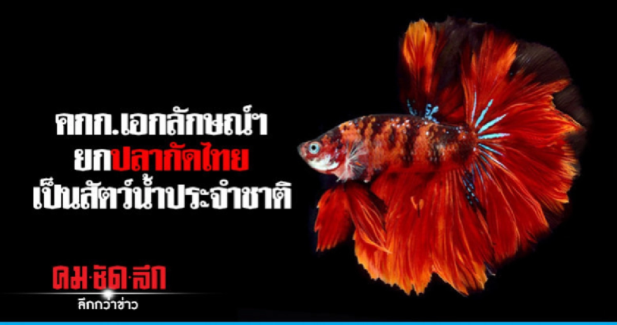 คกก.เอกลักษณ์ฯยกปลากัดไทยเป็นสัตว์น้ำประจำชาติ คกก.เอกลักษณ์ฯยกปลากัดไทยเป็นสัตว์น้ำประจำชาติ
