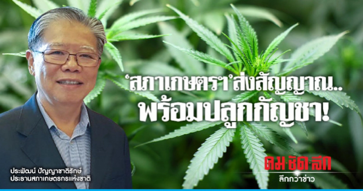 "สภาเกษตรฯ"ส่งสัญญาณ..พร้อมปลูกกัญชา ! "สภาเกษตรฯ"ส่งสัญญาณ..พร้อมปลูกกัญชา !