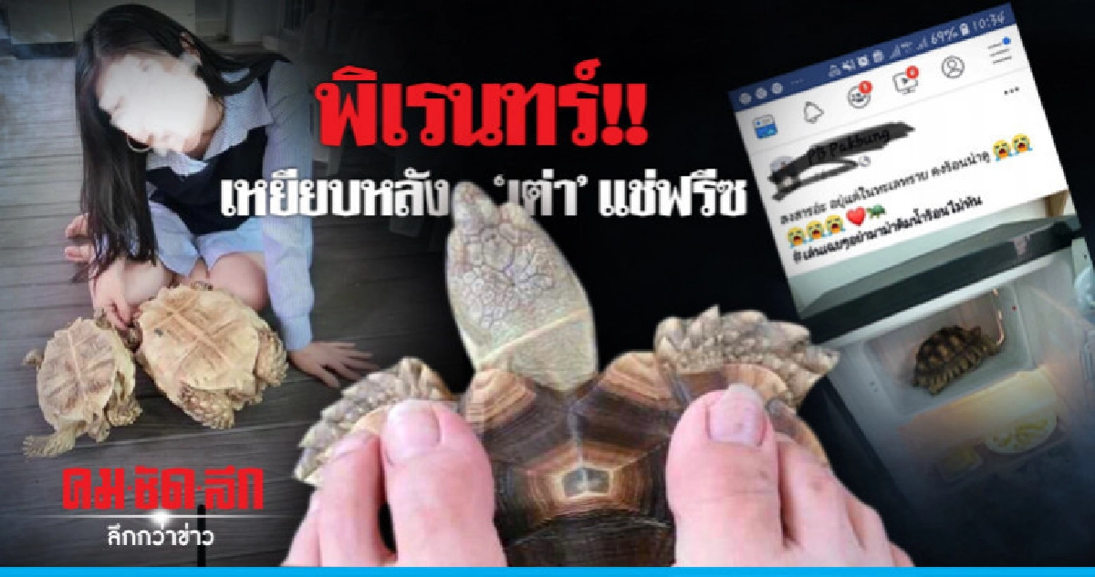 สมาคมพิทักษ์สัตว์ไทยร้อง ตร. เอาผิดสาวฟรีซเต่า สมาคมพิทักษ์สัตว์ไทยร้อง ตร. เอาผิดสาวฟรีซเต่า
