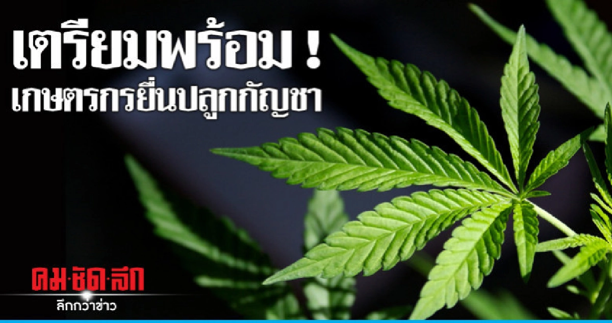 แนะเกษตรเข้าอบรมเตรียมพร้อมยื่นขอปลูกกัญชา แนะเกษตรเข้าอบรมเตรียมพร้อมยื่นขอปลูกกัญชา