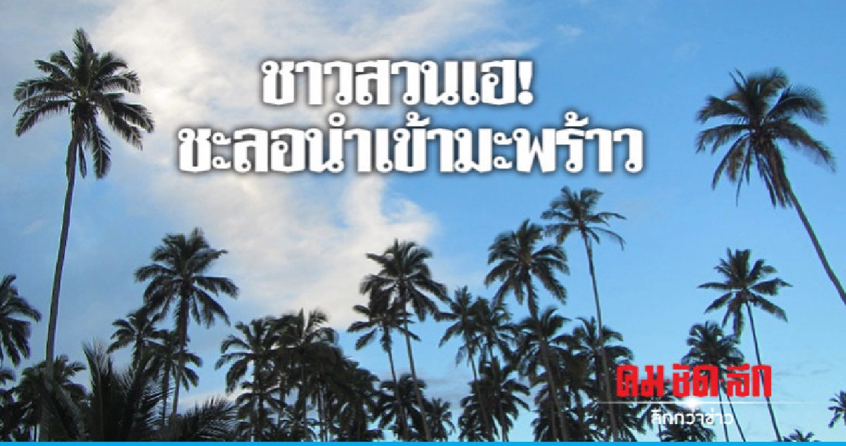 ชาวสวนเฮ ! ชะลอนำเข้ามะพร้าวตามข้อตกลง WTO - AFTA