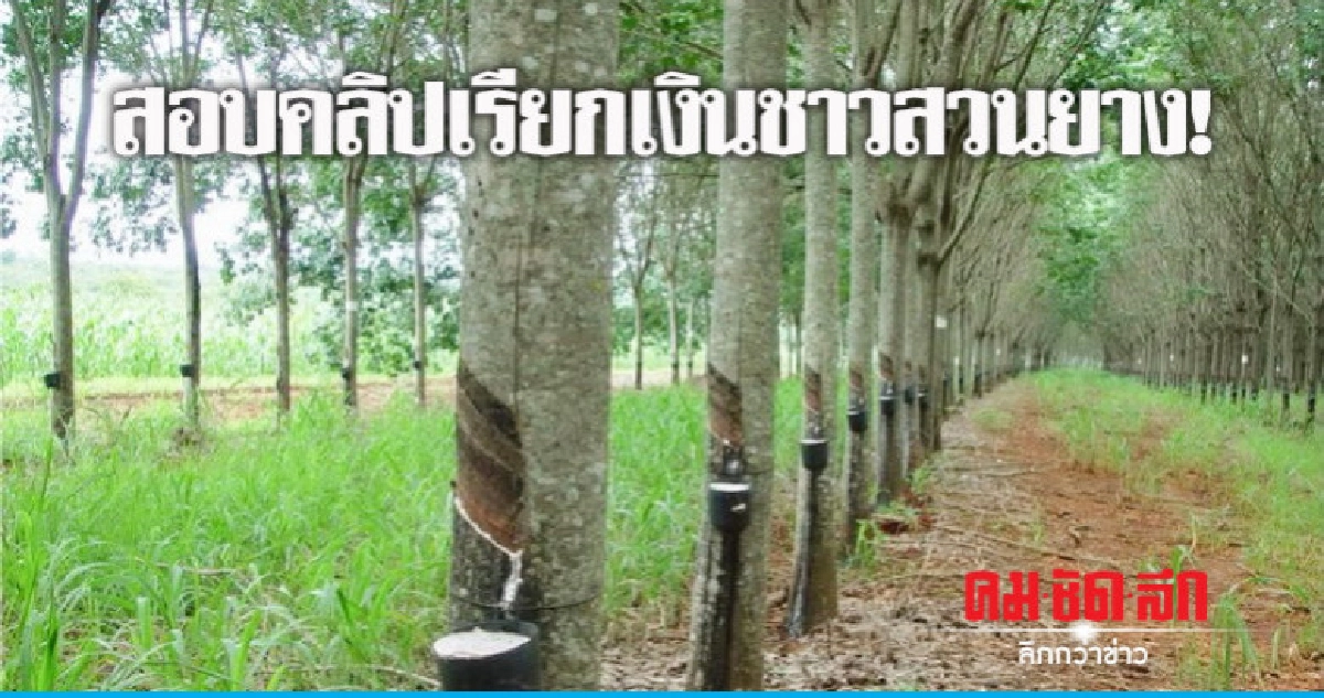 สอบคลิปเรียกเงินชาวสวนยางโครงการช่วยไร่ละ 1,800 บ. สอบคลิปเรียกเงินชาวสวนยางโครงการช่วยไร่ละ 1,800 บ.