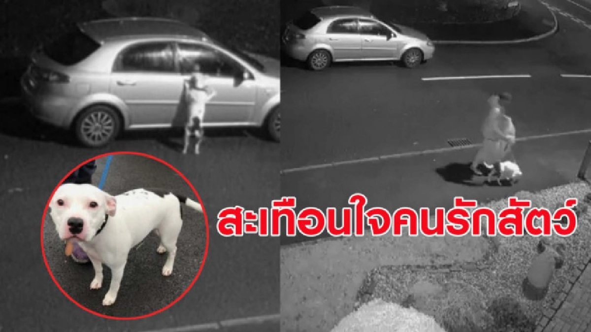 (คลิป) เจ้าหมาพยายามเกาะรถ หลังถูกเจ้าของล่อมาทิ้งข้างถนน (คลิป) เจ้าหมาพยายามเกาะรถ หลังถูกเจ้าของล่อมาทิ้งข้างถนน