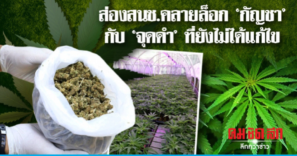 ส่องสนช.คลายล็อก "กัญชา" กับ "จุดดำ" ที่ยังไม่ได้แก้ไข ส่องสนช.คลายล็อก "กัญชา" กับ "จุดดำ" ที่ยังไม่ได้แก้ไข