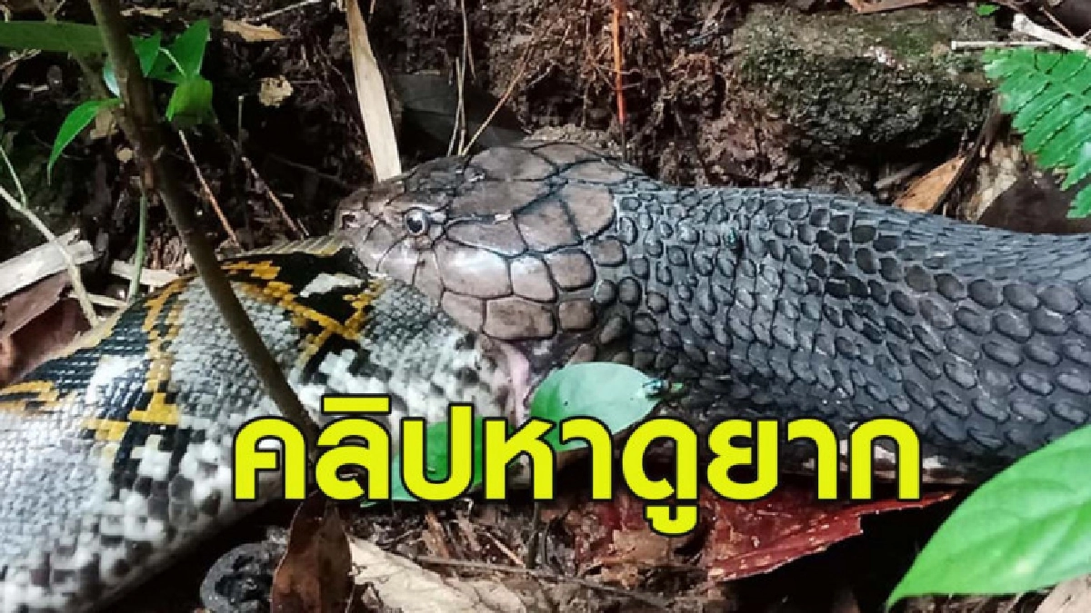 คลิปงูจงอาง vs งูเหลือมที่ต่อสู้กันจนตายไปข้าง คลิปงูจงอาง vs งูเหลือมที่ต่อสู้กันจนตายไปข้าง