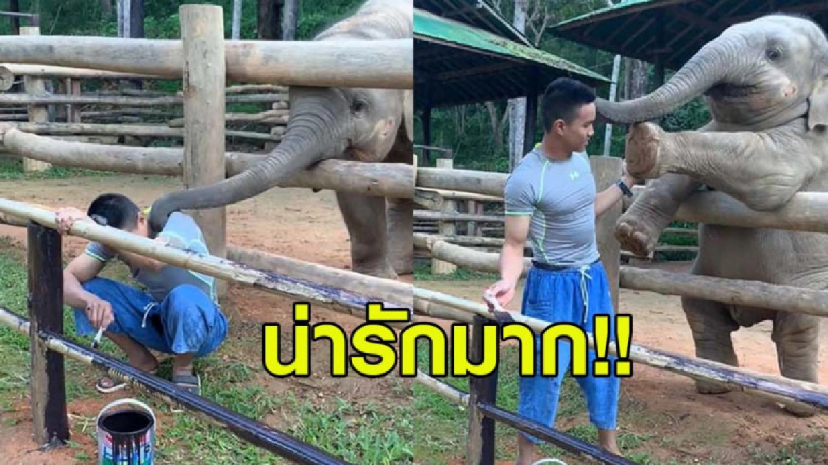 เจ้าช้างน้อยกำลังก่อกวนหนุ่มทาสีคอกปางช้างแม่สา (คลิป) เจ้าช้างน้อยกำลังก่อกวนหนุ่มทาสีคอกปางช้างแม่สา (คลิป)