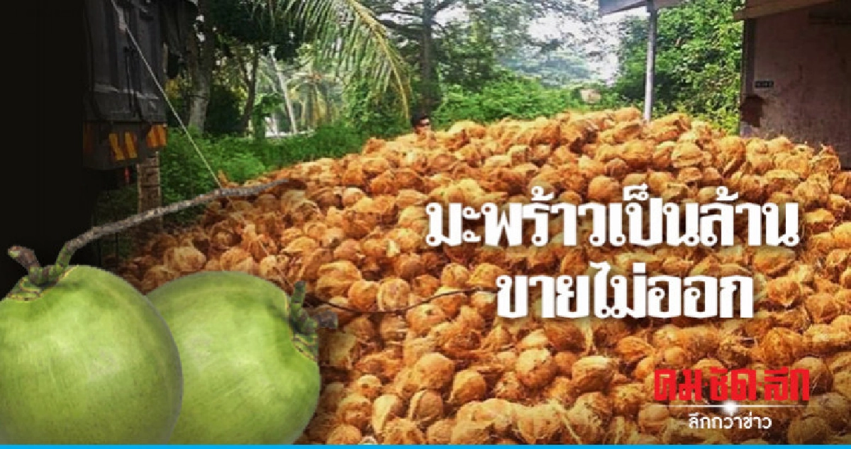 มะพร้าวเพื่อนบ้านทะลักมาเลเซียปลูกเองขายไม่ออกเป็นล้านลูก มะพร้าวเพื่อนบ้านทะลักมาเลเซียปลูกเองขายไม่ออกเป็นล้านลูก