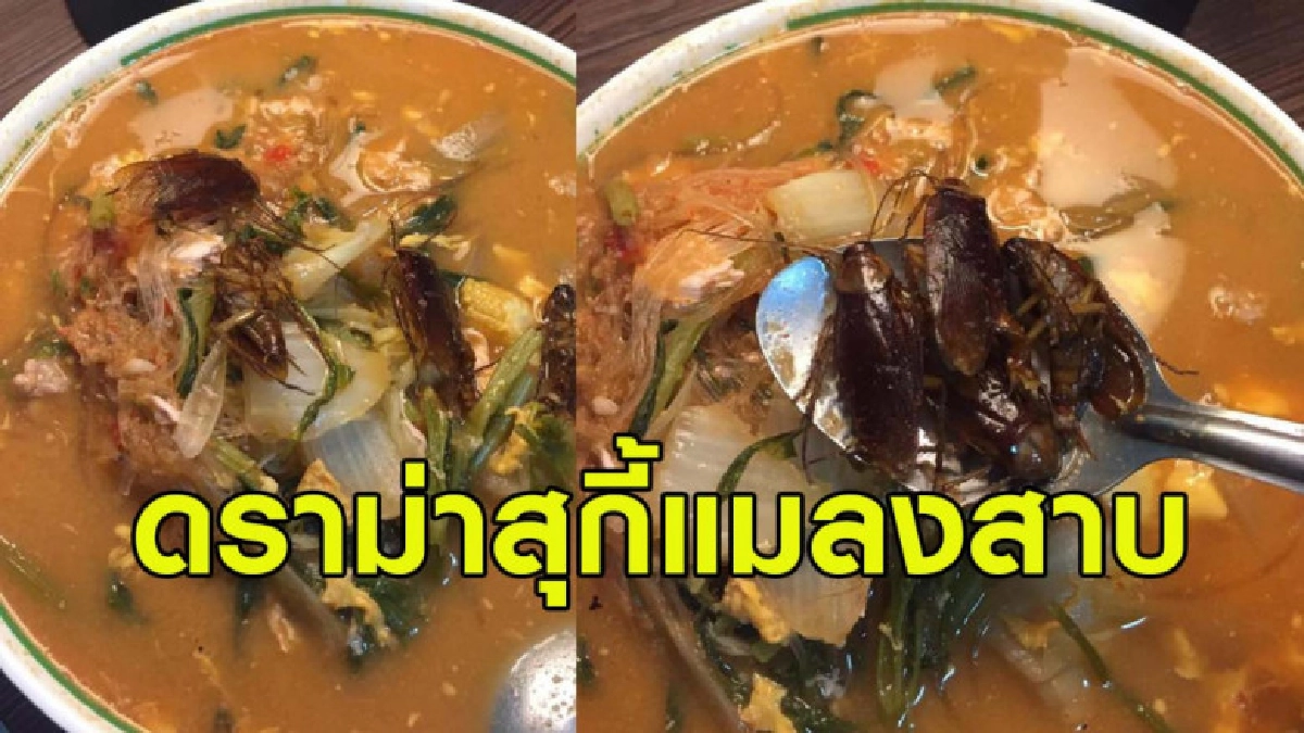 ดราม่า! สาวโพสต์ภาพสุกี้หมูแถมแมลงสาบ ชาวเน็ตสวนกลับจัดฉาก ดราม่า! สาวโพสต์ภาพสุกี้หมูแถมแมลงสาบ ชาวเน็ตสวนกลับจัดฉาก