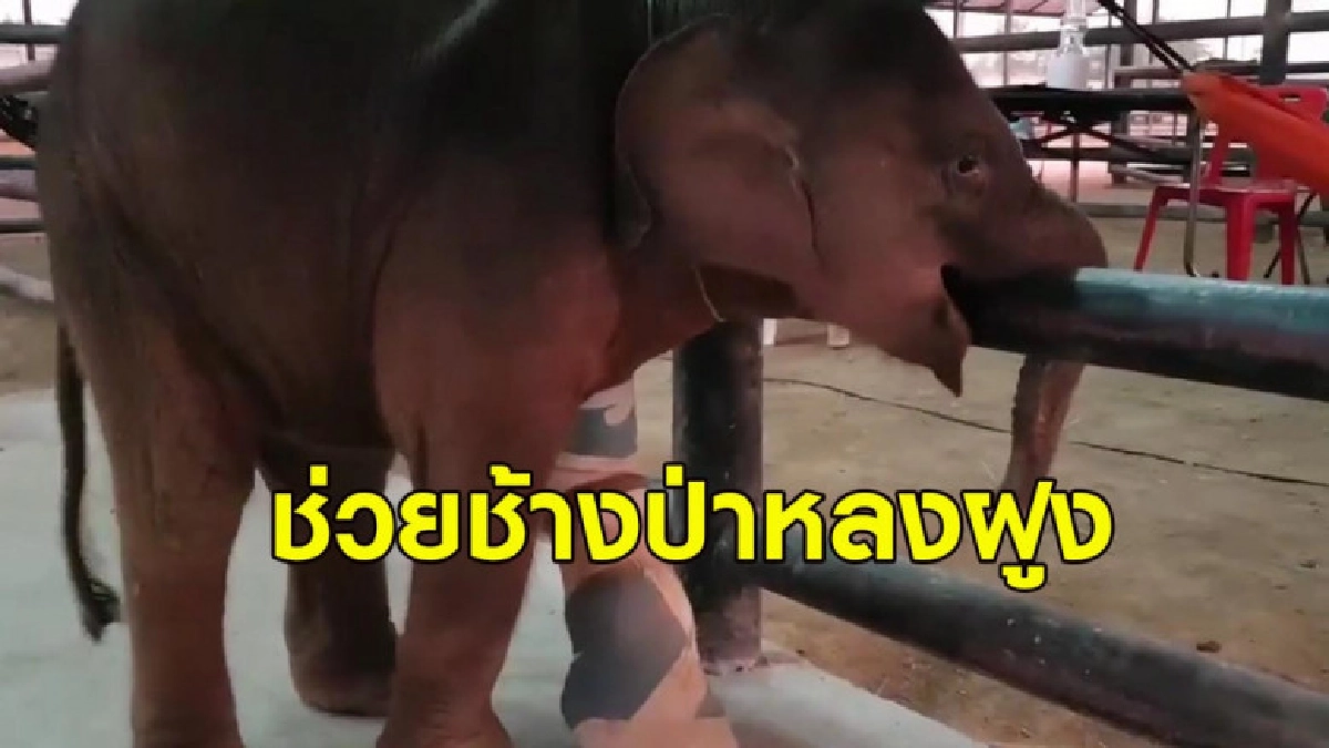 จนท.ติดตามอาการบาดเจ็บลูกช้างป่าใบตองหลงฝูงที่ถูกยิง