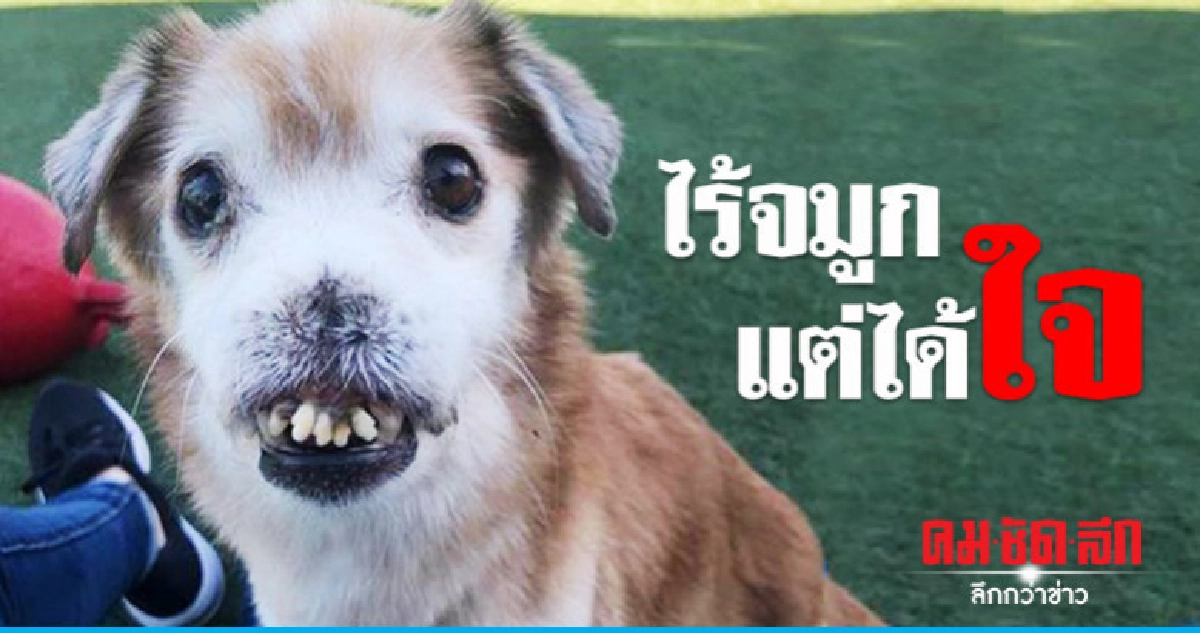 คนใจดีแห่รับเลี้ยงน้องหมาไร้จมูก-ฟันเกหลังรู้เรื่องราว 