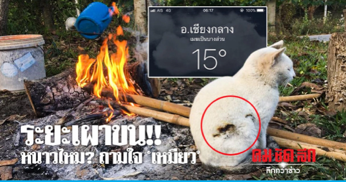 ใจพี่นิ่งมาก ! "เหมียว"นอนผิงไฟคลายหนาวจนขนไหม้ ใจพี่นิ่งมาก ! "เหมียว"นอนผิงไฟคลายหนาวจนขนไหม้