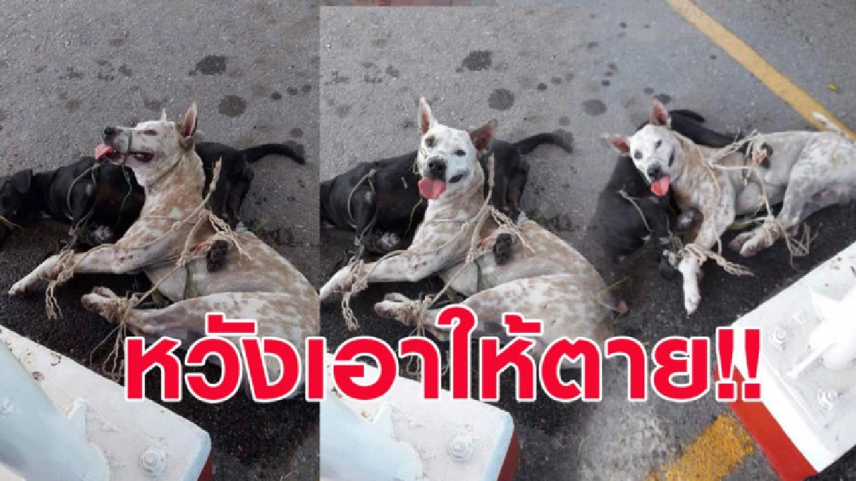 ทหารยศใหญ่จับหมามัดทิ้งกลางแดดหลาย ชม. กะเอาให้ตาย ทหารยศใหญ่จับหมามัดทิ้งกลางแดดหลาย ชม. กะเอาให้ตาย
