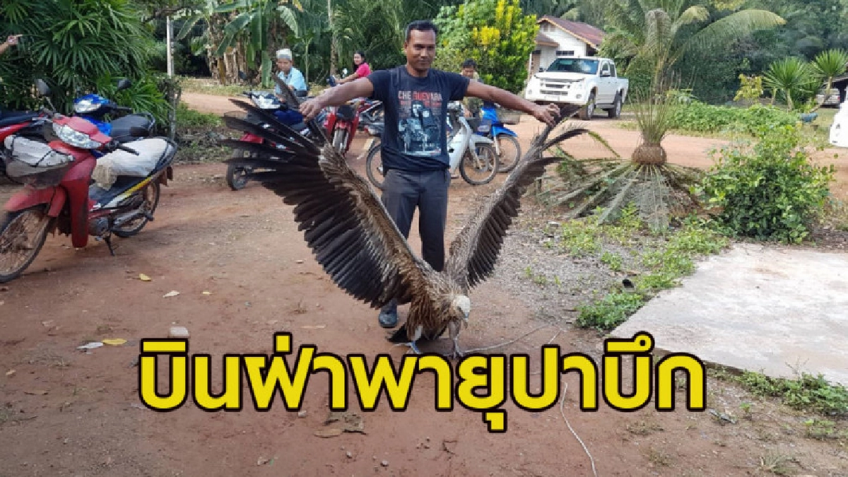 อีแร้งตัวใหญ่สภาพอิดโรยหลงฝูง บินตกสวนยางพาราชาวบ้าน อีแร้งตัวใหญ่สภาพอิดโรยหลงฝูง บินตกสวนยางพาราชาวบ้าน