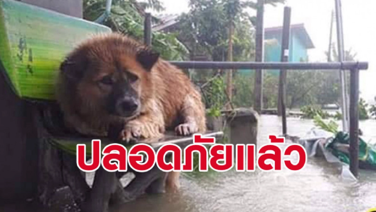 กระจ่าง เผยสาเหตุที่เจ้าของไม่นำสุนัขที่ติดพายุปาบึกไปด้วย
