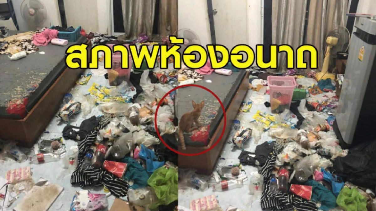 เจ้าของห้องปล่อยสภาพห้องสุดอนาถ-ขโมยเงิน-ทิ้งแมว หลบหนี เจ้าของห้องปล่อยสภาพห้องสุดอนาถ-ขโมยเงิน-ทิ้งแมว หลบหนี