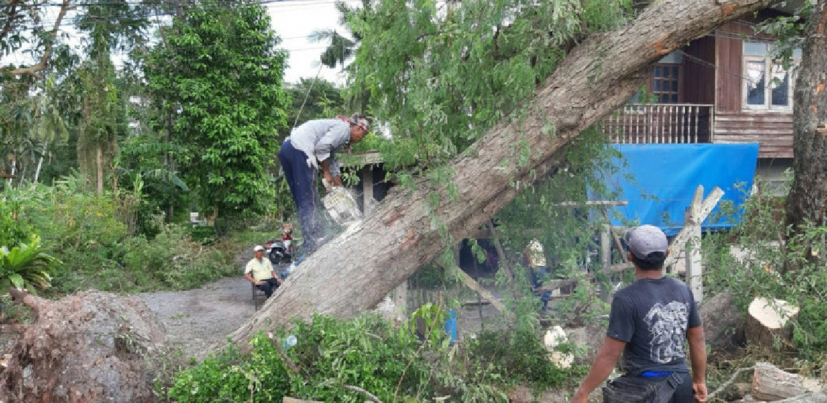 รัฐบาลสั่ง ทส. ระดมทีมรุกขกร ช่วยเหลือพี่น้องชาวใต้