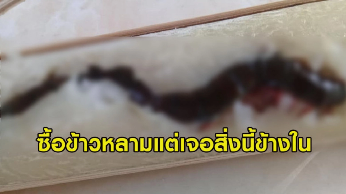 ซื้อข้าวหลาม แต่พอจะแกะกินต้องเปลี่ยนใจเมื่อเจอเจ้าตัวนี้ ซื้อข้าวหลาม แต่พอจะแกะกินต้องเปลี่ยนใจเมื่อเจอเจ้าตัวนี้