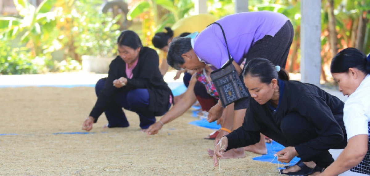 กลุ่มนาแปลงใหญ่บ้านบึงหมอก ประสบความสำเร็จผลิตข้าวมาตรฐานGAP