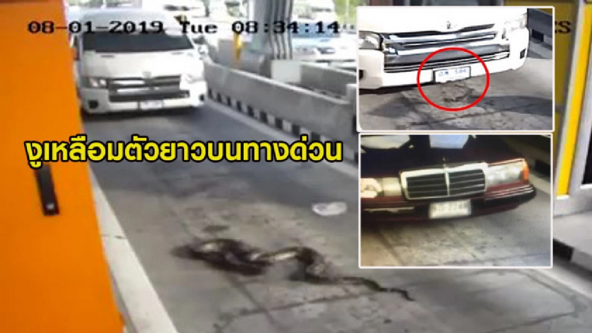 (คลิป) งูเหลือมตัวยาวบนทางด่วน นักเสี่ยงโชคถามหาเลขทะเบียนรถ (คลิป) งูเหลือมตัวยาวบนทางด่วน นักเสี่ยงโชคถามหาเลขทะเบียนรถ