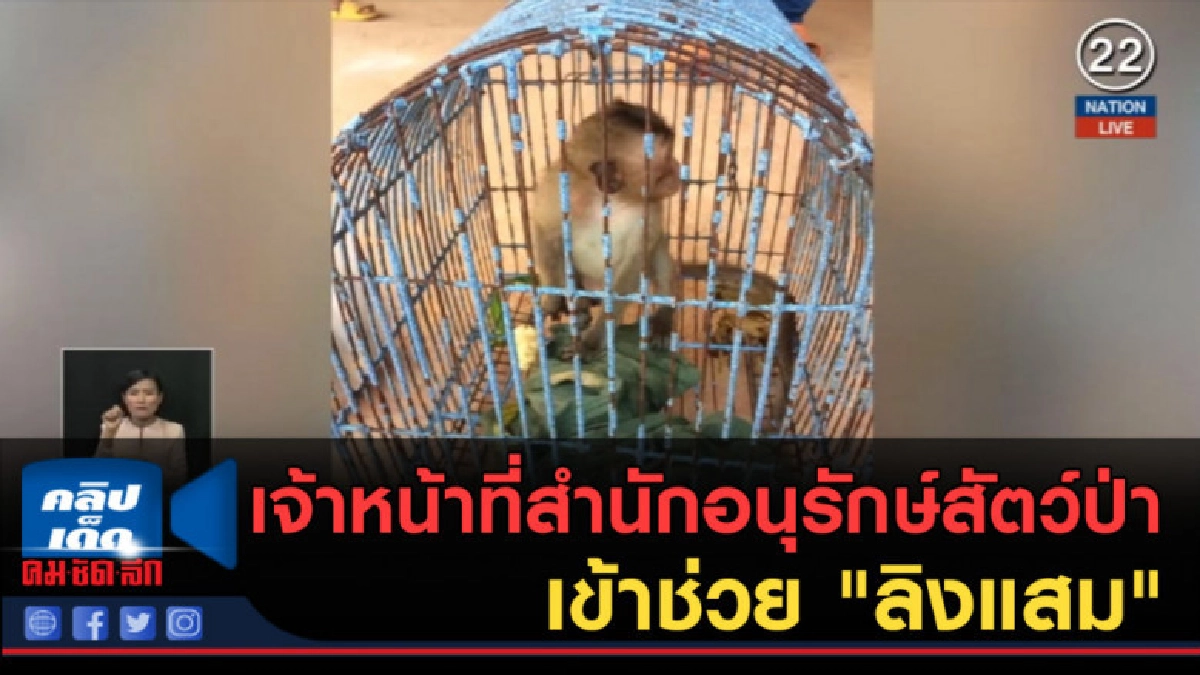 (คลิปข่าว) เจ้าหน้าที่สำนักอนุรักษ์สัตว์ป่า เข้าช่วย ลิงแสม (คลิปข่าว) เจ้าหน้าที่สำนักอนุรักษ์สัตว์ป่า เข้าช่วย ลิงแสม