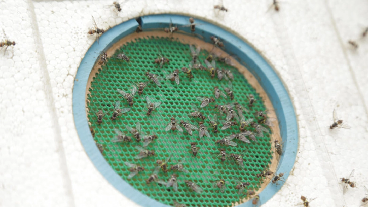 เกษตรฯ ไขปัญหาแมลงวันผลไม้