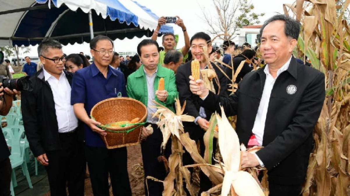 ส่องนโยบาย"ข้าวโพดหลังนา"ได้ฤกษ์เก็บผลผลิต ส่องนโยบาย"ข้าวโพดหลังนา"ได้ฤกษ์เก็บผลผลิต