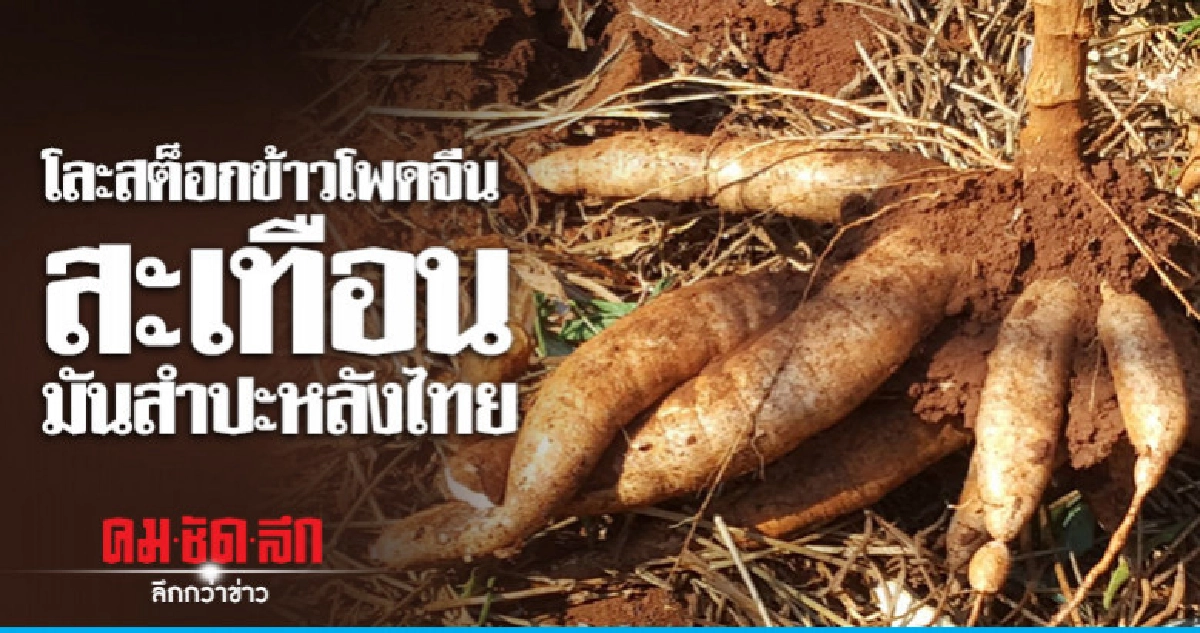โละสต็อกข้าวโพดจีน สะเทือนมันสำปะหลังไทย โละสต็อกข้าวโพดจีน สะเทือนมันสำปะหลังไทย