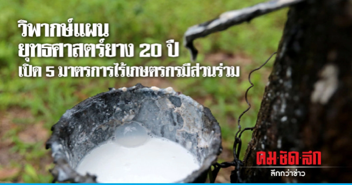 วิพากษ์แผนยุทธศาสตร์ยาง20ปี วิพากษ์แผนยุทธศาสตร์ยาง20ปี