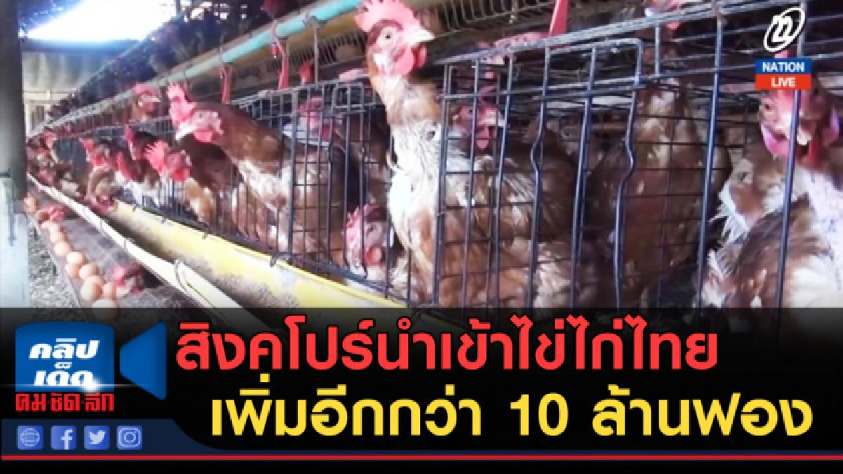 (คลิปข่าว) สิงคโปร์นำเข้าไข่ไก่ไทยเพิ่มอีกกว่า 10 ล้านฟอง