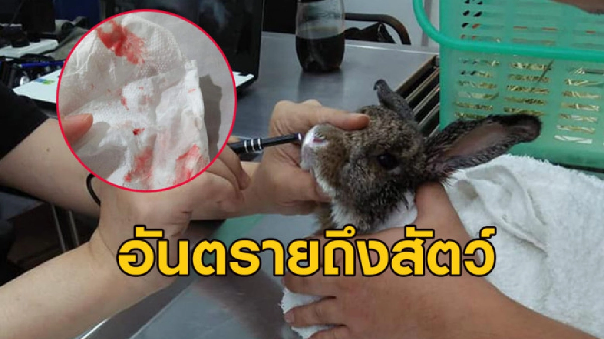 รพ.สัตว์ เผยอาการเจ้ากระต่ายจมูกบวม-จาม สาเหตุจากฝุ่นพิษ