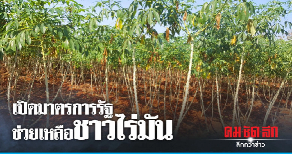 เปิดมาตรการสินเชื่อรัฐช่วยชาวไร่มันสำปะหลัง เปิดมาตรการสินเชื่อรัฐช่วยชาวไร่มันสำปะหลัง