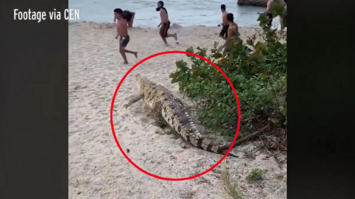 (คลิป) นทท.เผ่นไฟแลบ เจอจระเข้โผล่กลางชายหาด (คลิป) นทท.เผ่นไฟแลบ เจอจระเข้โผล่กลางชายหาด